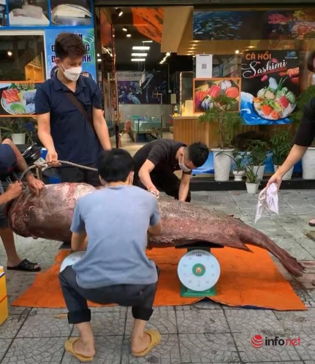Đà Nẵng: Bắt được cá mú khổng lồ nặng gần 200kg, dài hơn 2m-4