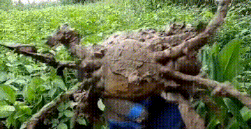 Không chỉ gấu ngủ đông, Việt Nam cũng có loài vật ngủ everywhere-2