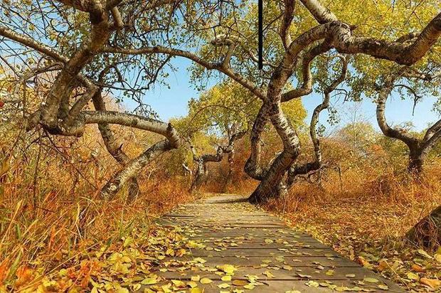 Bí ẩn vườn cây cổ thụ xoắn ốc dị thường ở Canada-2