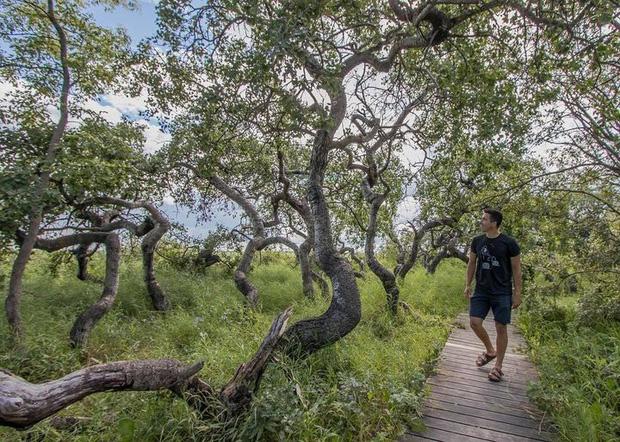 Bí ẩn vườn cây cổ thụ xoắn ốc dị thường ở Canada-3