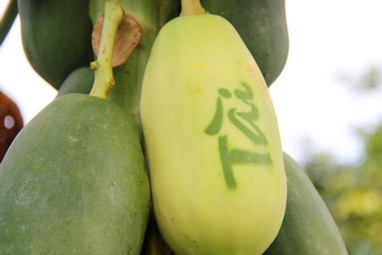 Quy tắc phong thủy bày mâm ngũ quả vừa đẹp vừa may ngày Tết