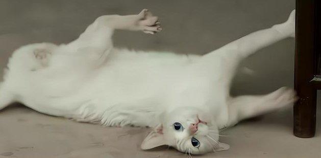 Ba người bị bắt vì tung tin đoàn phim ngược đãi động vật-1