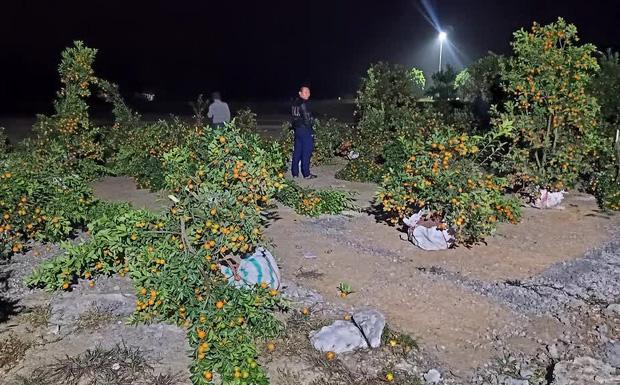 Chủ vườn quất bán giá cao, tức lên nửa đêm vác dao chặt la liệt-1