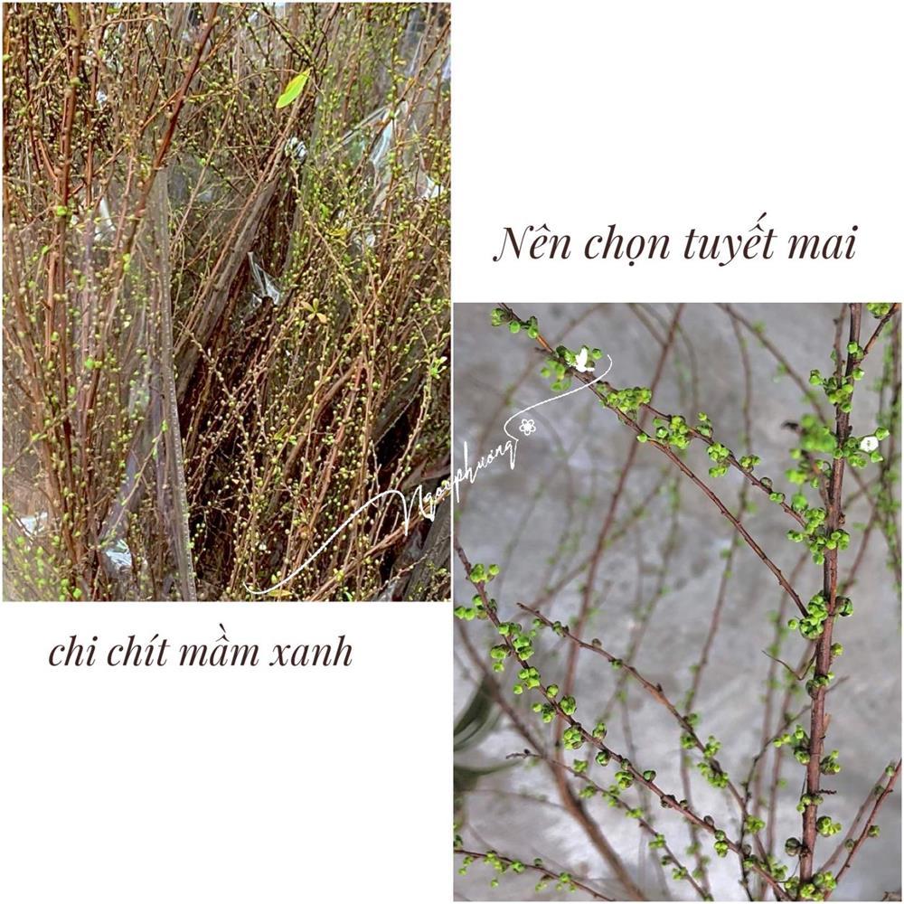 Chiêu cắm tuyết mai dễ ợt, chơi Tết 20 ngày không rụng không cũ-3