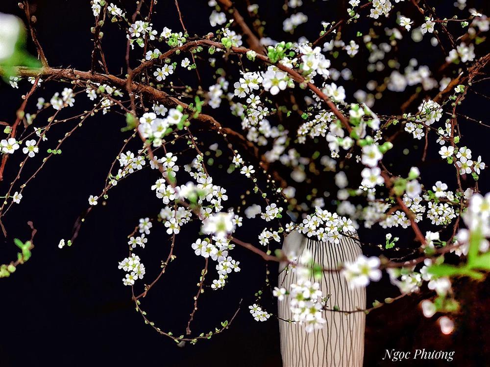 Chiêu cắm tuyết mai dễ ợt, chơi Tết 20 ngày không rụng không cũ-4