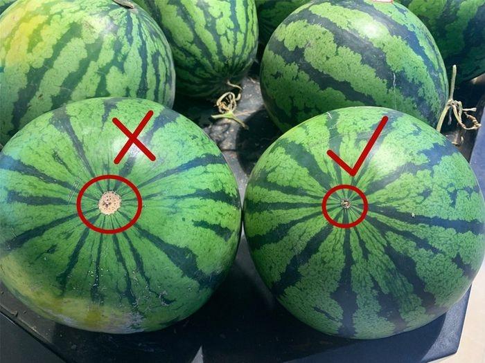 Cách chọn dưa hấu ngon, đẹp cho mâm ngũ quả cúng Tết-4
