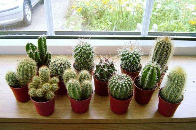 4 loại cây phá tài tán lộc, không đặt trong nhà dịp Tết-1