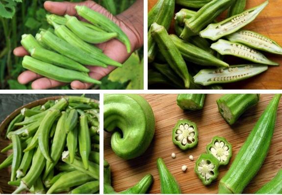 Sững sờ với trái đậu bắp to khủng khiếp mọc trong vườn nhà cô gái-2