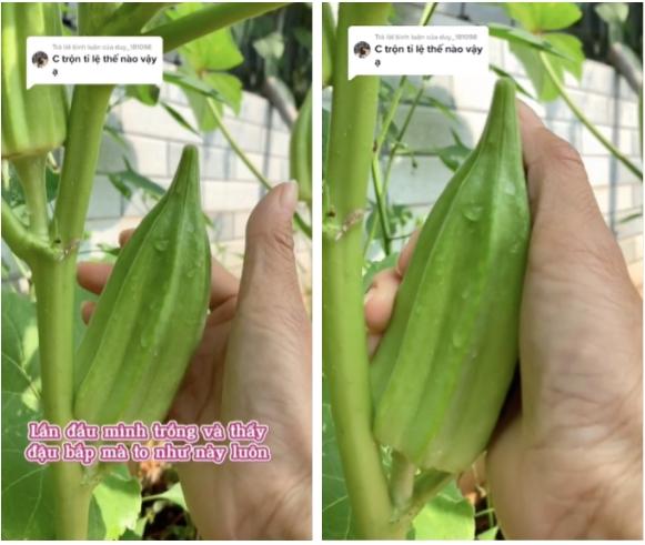 Sững sờ với trái đậu bắp to khủng khiếp mọc trong vườn nhà cô gái-1