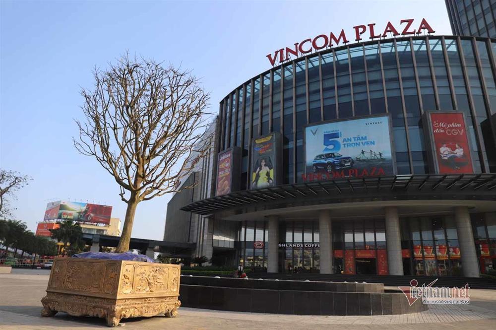 Nửa thế kỷ chăm gốc mai vàng xứ Huế, dáng cổ quái hô giá 200 triệu-1