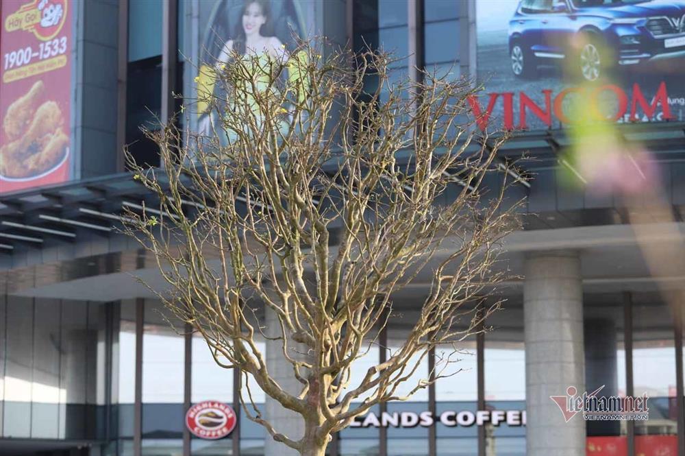Nửa thế kỷ chăm gốc mai vàng xứ Huế, dáng cổ quái hô giá 200 triệu-3