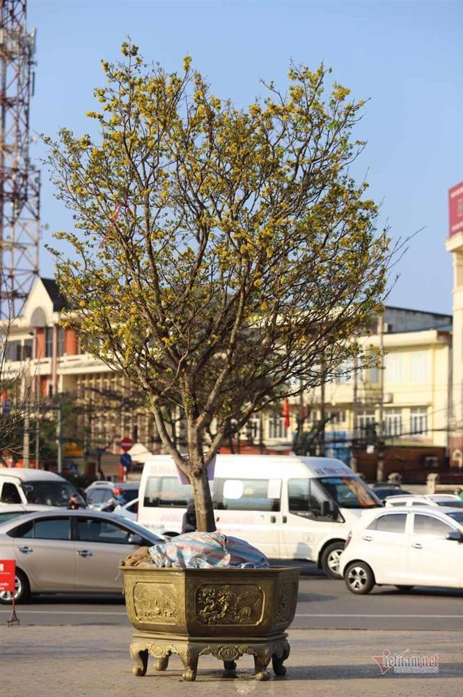 Nửa thế kỷ chăm gốc mai vàng xứ Huế, dáng cổ quái hô giá 200 triệu-8