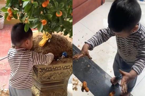 Vừa đầu tư cây quất chơi Tết, bố giận tím người khi con tới 'thu hoạch'