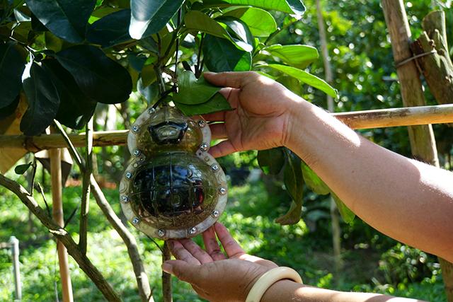 Dù giá cao song trước Tết Nhâm Dần 2022 gần 1 tháng, đã có 50% sản phẩm bưởi tạo hình của anh Hoàng được khách hàng đặt mua. Ảnh: Baodongthap