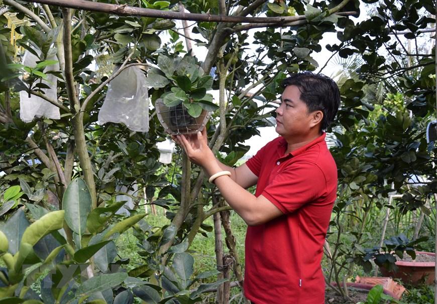 Nhà vườn phải những quả bưởi tròn, đẹp, cuống to… để cho vào khuôn tạo hình. Vì vậy, mỗi cây chỉ chọn được 7 quả trở lại để tạo hình, khắc chữ. Ảnh: TTXVN