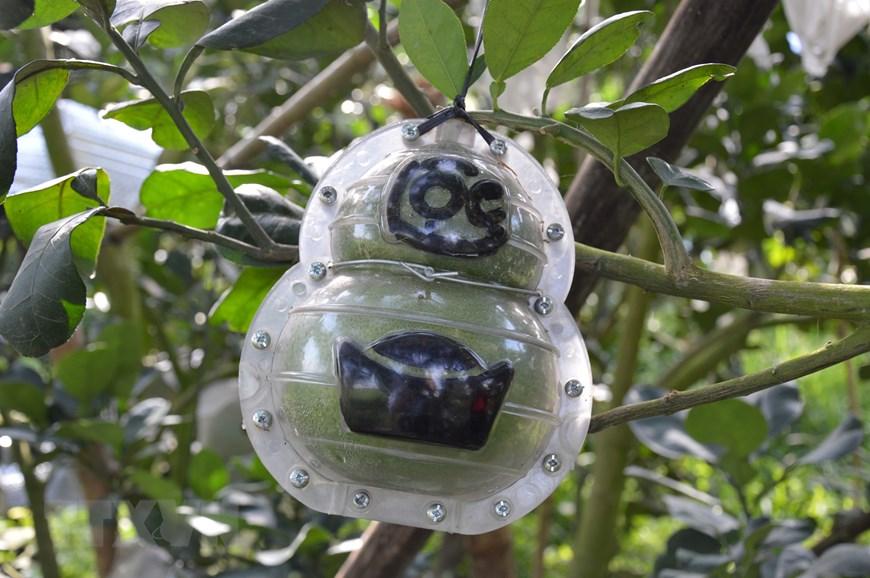 Cây lêkima giá 5 tỷ đồng tại chợ hoa miền Tây-4