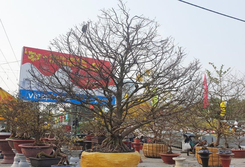 Cây lêkima giá 5 tỷ đồng tại chợ hoa miền Tây-2