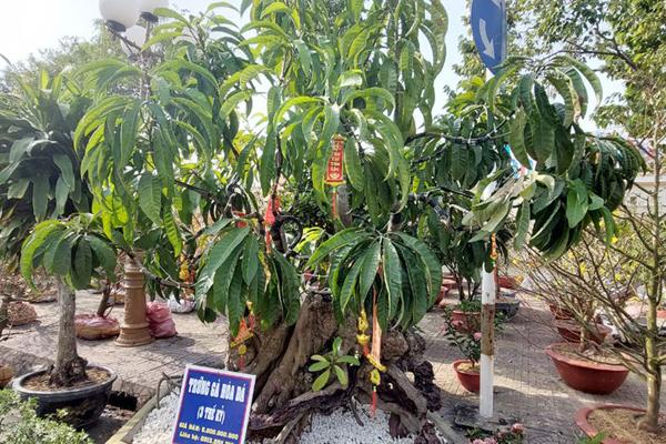 Tiểu thương Sài Gòn vứt bỏ hoa ế, người dân tranh thủ đến lượm hoa-10