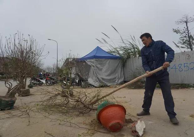 Giá quá thấp, thương lái chém bỏ đào giữa phố-3