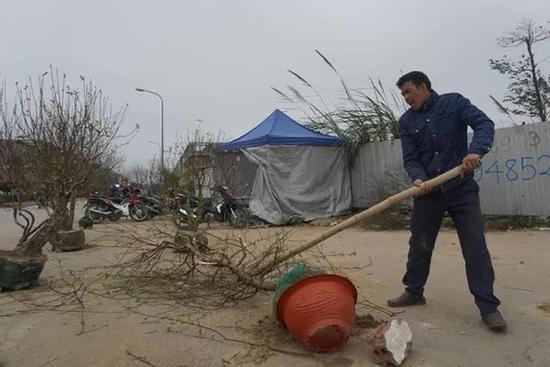 Giá quá thấp, thương lái chém bỏ đào giữa phố