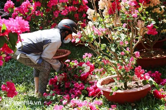 Tiểu thương Sài Gòn vứt bỏ hoa ế, người dân tranh thủ đến lượm hoa