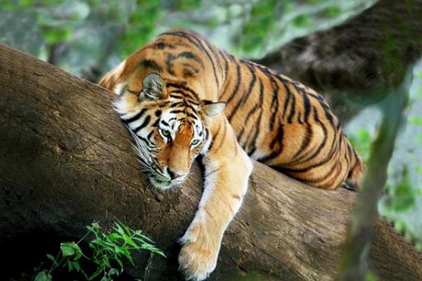 Đầu năm TIÊU tiền cả năm GIÀU: Chỉ có thể là 3 việc này-4