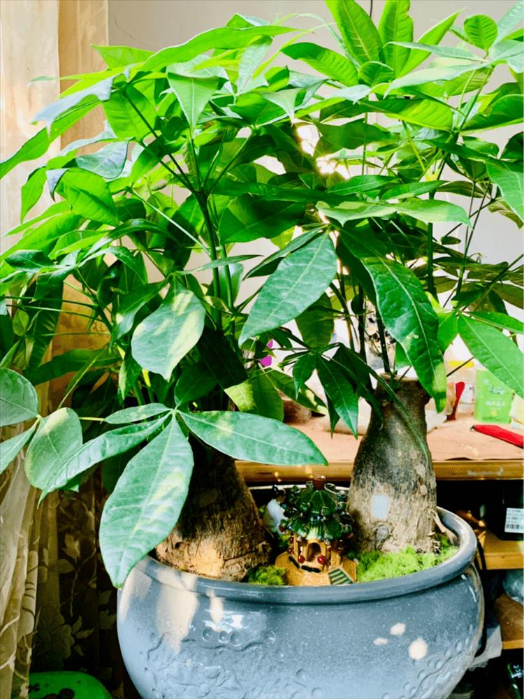 4 cây cảnh tiền tài, gia đình giàu có rất thích trồng-2