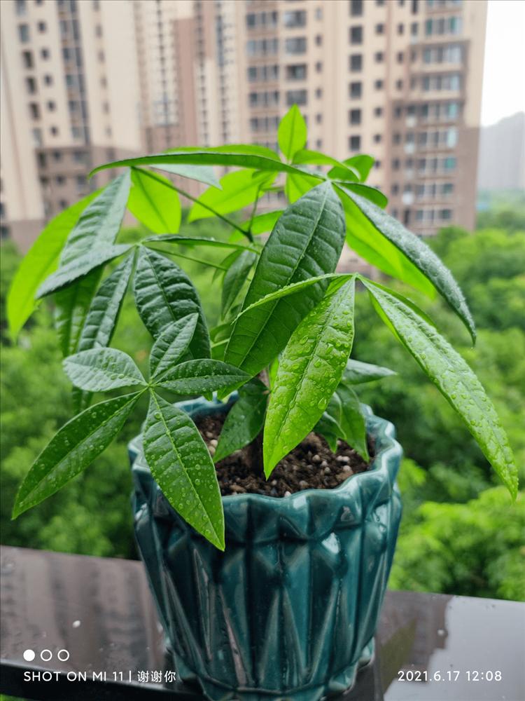 4 cây cảnh tiền tài, gia đình giàu có rất thích trồng-3