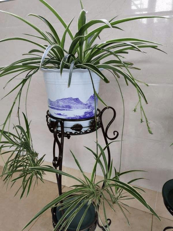 4 cây cảnh tiền tài, gia đình giàu có rất thích trồng-4