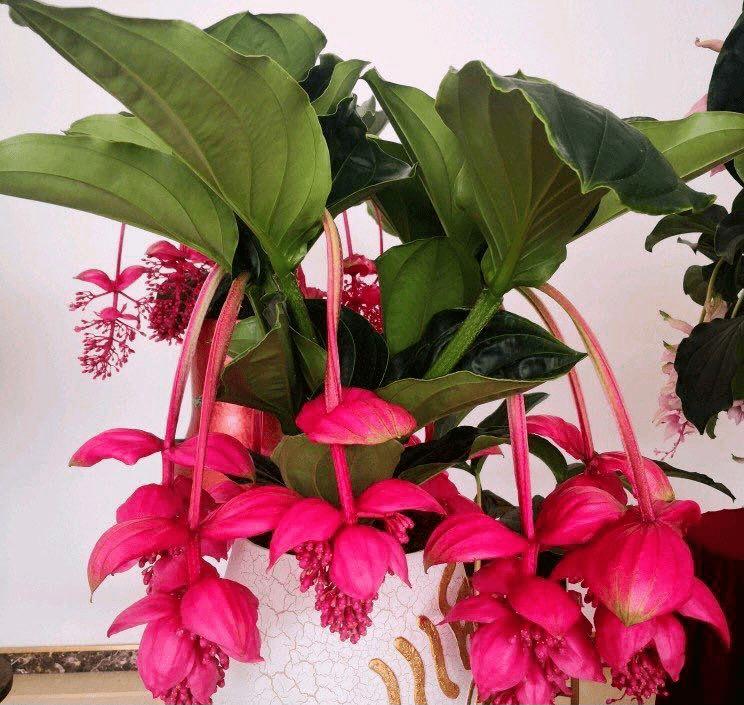 4 cây cảnh tiền tài, gia đình giàu có rất thích trồng-6