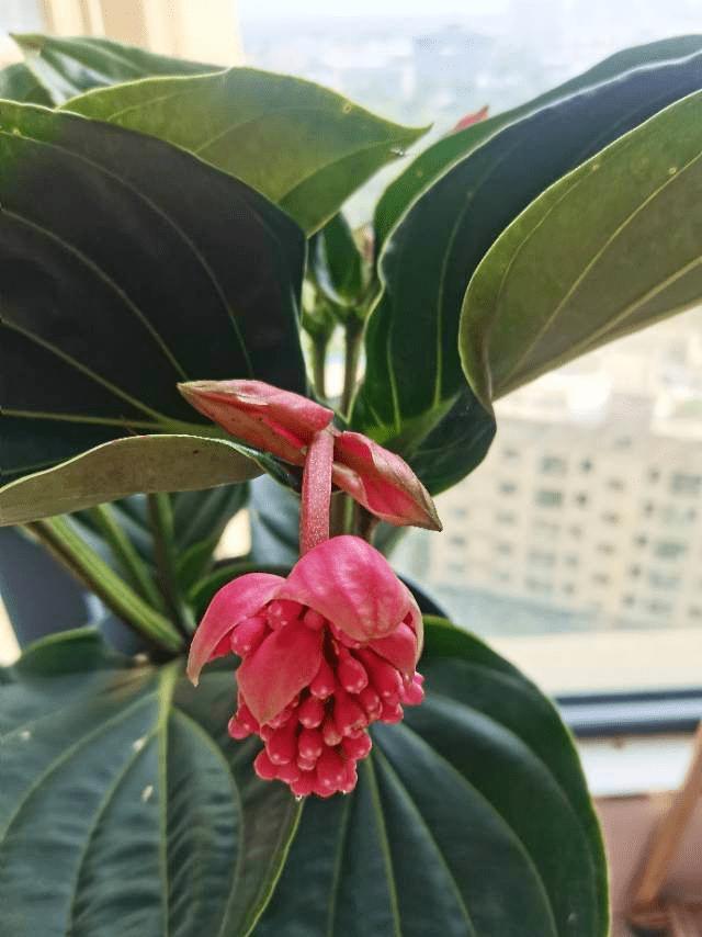 4 cây cảnh tiền tài, gia đình giàu có rất thích trồng-7