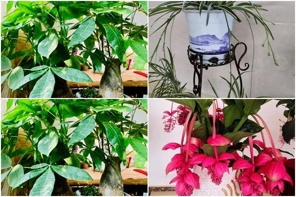 8 loại cây có siêu năng lực chữa bệnh, phong thủy trong nhà-9