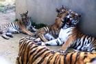 Đại gia Thanh Hóa nuôi dưỡng 11 con hổ dữ: 'Mệt mỏi, kiệt quệ'