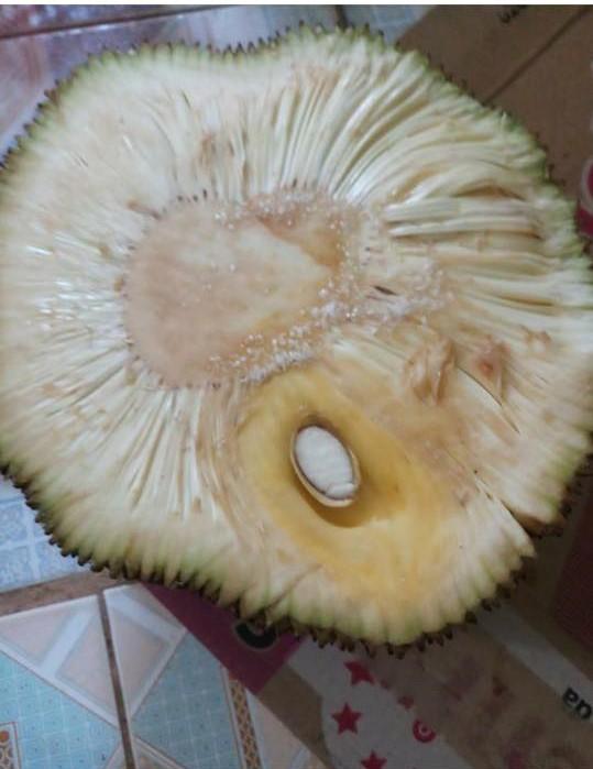 Tin người bán mai mới ăn được, thanh niên uất nghẹn khi bổ mít-5