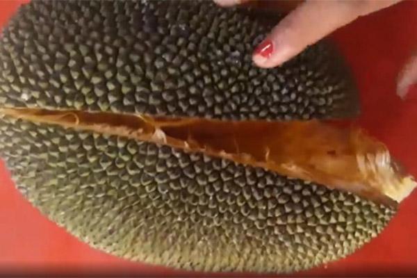 Quặn bụng nhìn ông chú hái mít non chấm muối ớt ăn ngay tại cây-3