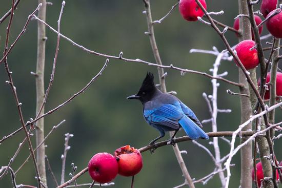 Con giáp tuổi Tuất sinh tháng Âm lịch này gặp may mắn năm Dần