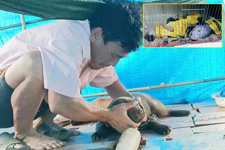 Chủ đàn chó bị tiêu hủy: Nuôi đàn chó mới cạn sạch 120 triệu-3