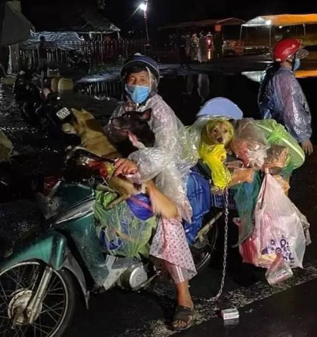 Đoàn Di Băng ám chỉ bị lợi dụng vụ 15 chú chó bị tiêu hủy-7