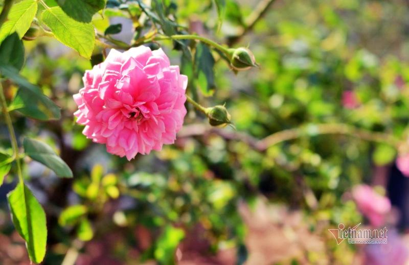 Status Valentine 2022 ý nghĩa, hài hước cho mùa yêu lãng mạn-1