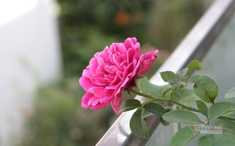 Status Valentine 2022 ý nghĩa, hài hước cho mùa yêu lãng mạn-2