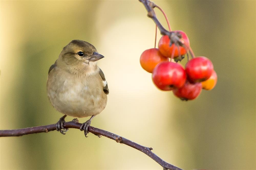 Người sinh vào tháng Âm lịch này, hôn nhân như ý-1