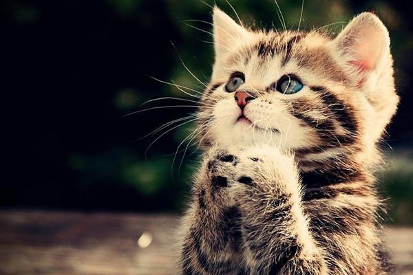 Tháng 3 dương lịch: 3 con giáp hết khổ, trúng số đổi đời sau 1 đêm-4