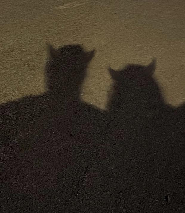 Mỹ Anh - con gái út Mỹ Linh công khai bạn trai đúng Valentine-3