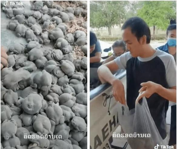 Loài vật kinh dị bày bán công khai, dân Việt ngã ngửa: Ăn được hả?-1