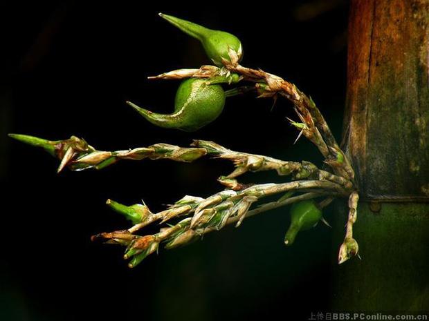 Loại cây mọc phổ biến ở Việt Nam nhưng quả của nó không ai biết-1