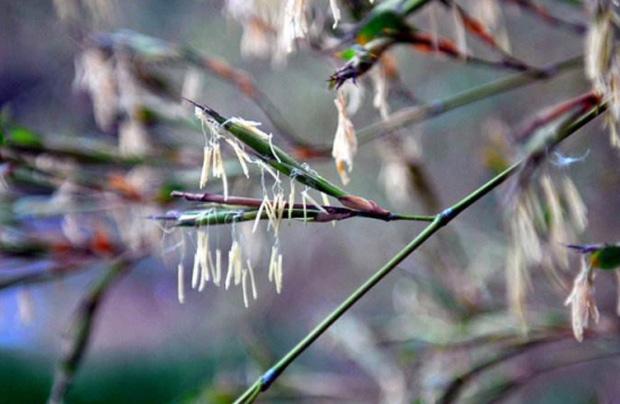 Loại cây mọc phổ biến ở Việt Nam nhưng quả của nó không ai biết-2