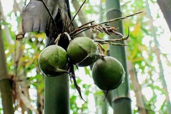 Loại cây mọc phổ biến ở Việt Nam nhưng quả của nó không ai biết