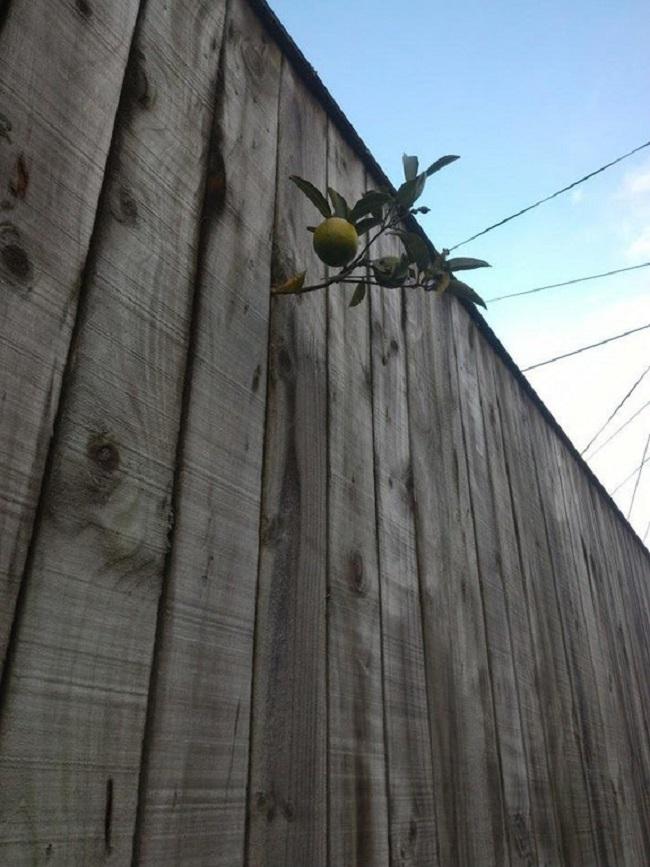 Nhức não vườn rau đi ngược mọi quy luật, mọc tréo ngoe bất chấp-3