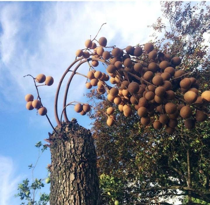 Nhức não vườn rau đi ngược mọi quy luật, mọc tréo ngoe bất chấp-4