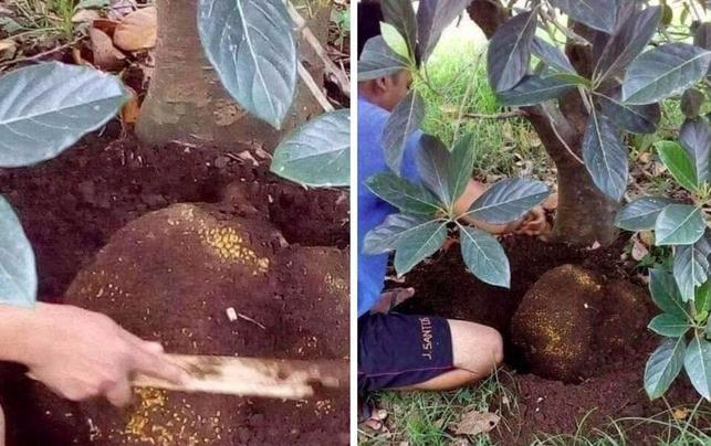 Nhức não vườn rau đi ngược mọi quy luật, mọc tréo ngoe bất chấp-5